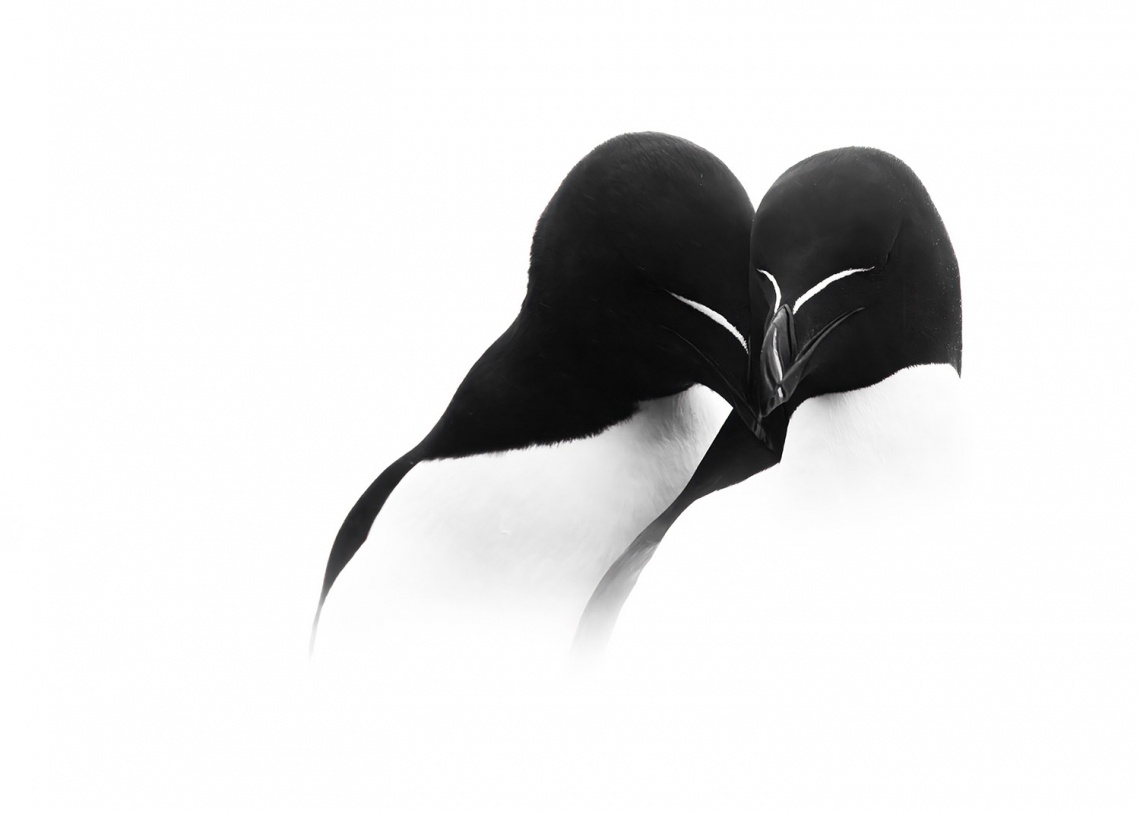 Razorbill